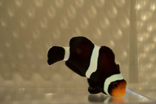 Load image into Gallery viewer, Darwin Ocellaris Clownfish
