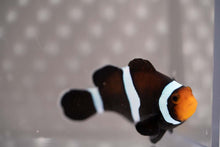 Load image into Gallery viewer, Darwin Ocellaris Clownfish
