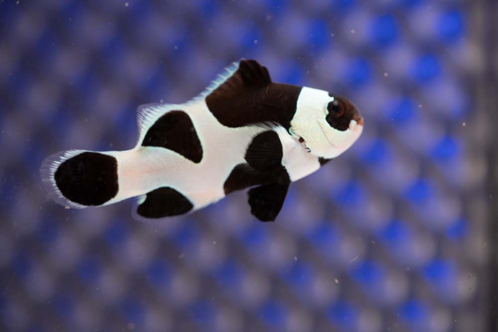 Black Storm Ocellaris Clownfish