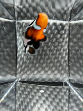 Load image into Gallery viewer, Frostbite Ocellaris Clownfish
