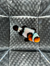 Load image into Gallery viewer, Frostbite Ocellaris Clownfish
