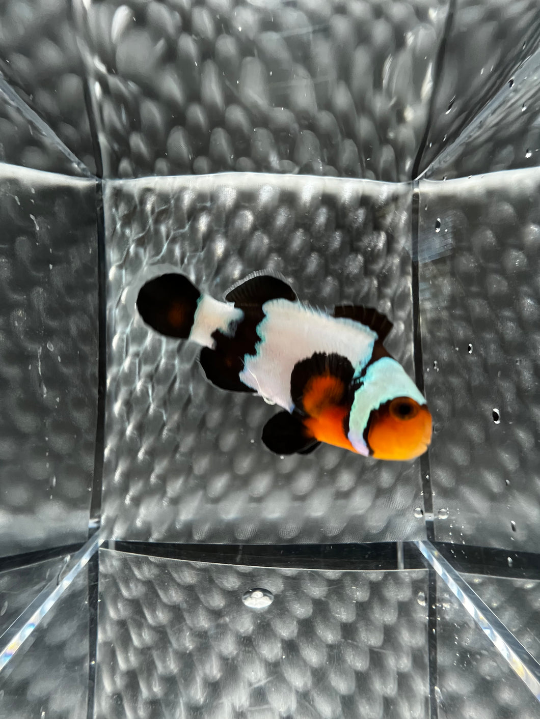 Frostbite Ocellaris Clownfish