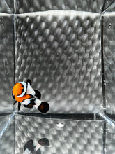 Load image into Gallery viewer, Frostbite Ocellaris Clownfish
