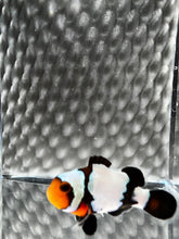 Load image into Gallery viewer, Frostbite Ocellaris Clownfish
