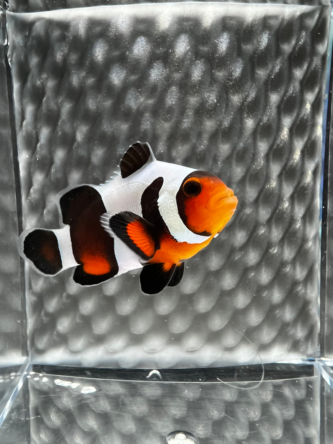 Mocha DaVinci or Gladiator Ocellaris Clownfish