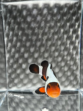 Load image into Gallery viewer, Mocha DaVinci or Gladiator Ocellaris Clownfish
