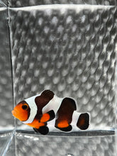 Load image into Gallery viewer, Mocha DaVinci or Gladiator Ocellaris Clownfish
