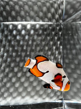 Load image into Gallery viewer, DaVinci or Gladiator Ocellaris Clownfish
