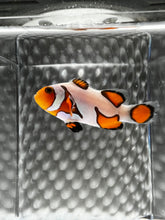 Load image into Gallery viewer, DaVinci or Gladiator Ocellaris Clownfish
