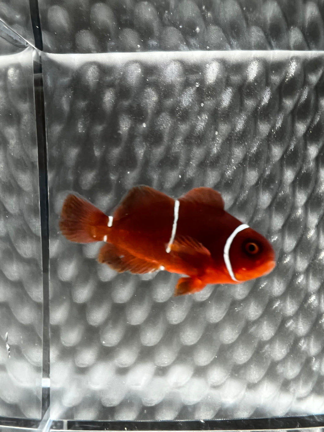 Gold Mis-Bar Maroon Clownfish