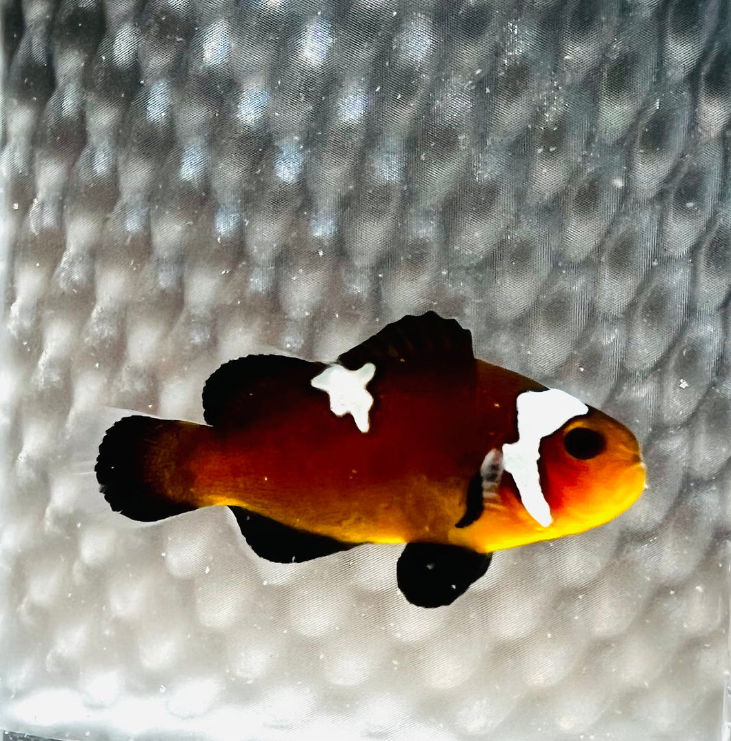 Midnight Lighting Clownfish A.Ocellaris