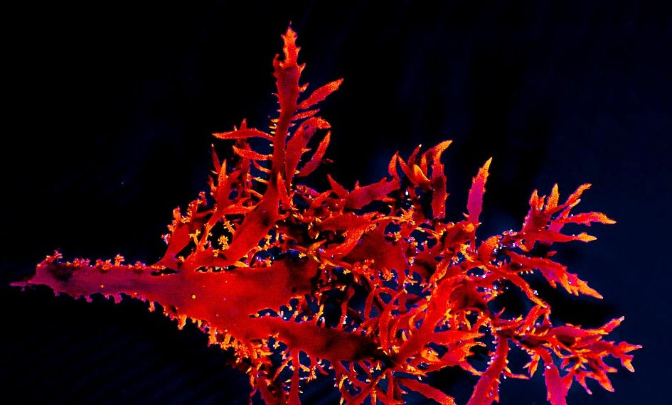 Dragons Breath-Red Macro Algae