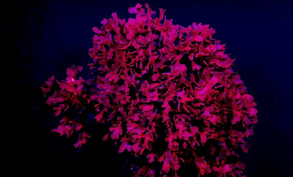 Red Pom Pom Gracilaria- Red Macro Algae