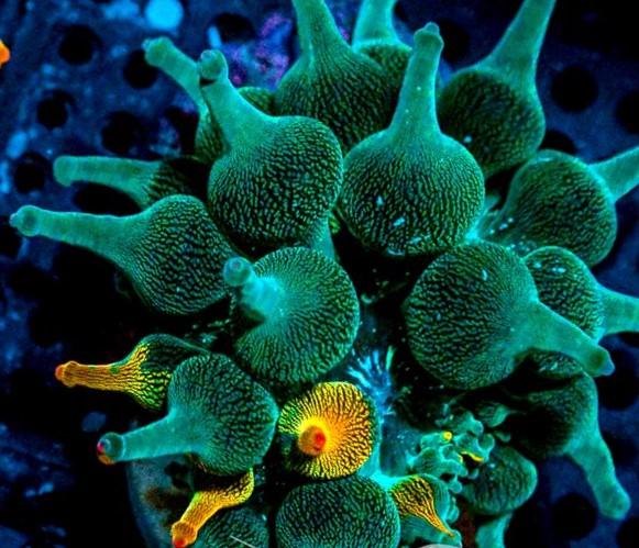 ANEMONE – Tropic Sunset Aquatics